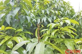 东莞：荔枝挂果率恐创近十年新低 荔农开辟保收“新赛道”图片