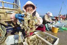 春“鲜”上岸，看看就馋！青岛本地小海鲜陆续上岸 市民有口福图片