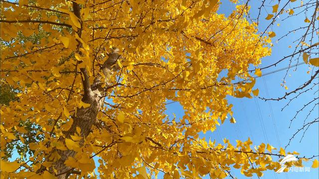 德州：黄河岸畔深秋色  一片金黄银杏林