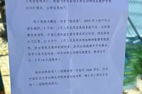 雌性兔狲“狲尚香”因病死亡 它是“狲大娘”母亲 曾创下繁育奇迹图片