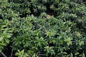 枇杷满枝头 甜蜜富农家——大方县对江镇丰收千亩“黄金果”图片