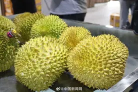 吃货们看过来，10个东盟榴莲，7个来自这里……图片