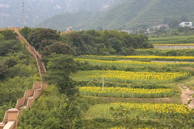 漫山遍野的金色浪漫！昌平溜石港层层梯田油葵花开