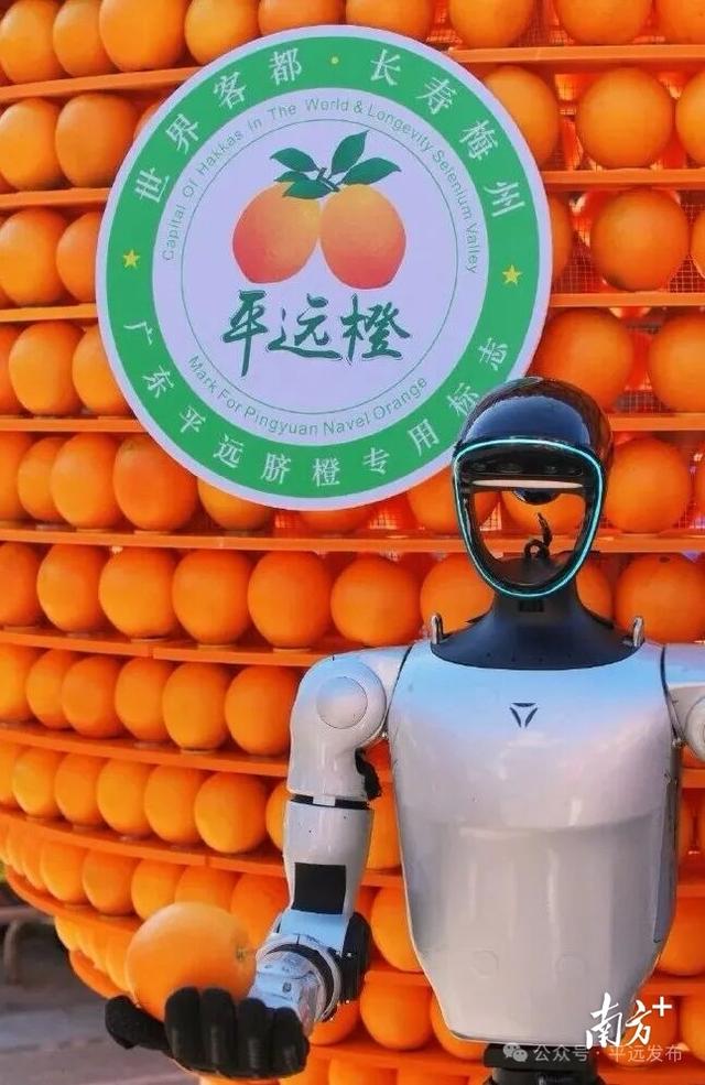 解锁冬日甜蜜！平远脐橙购买最全攻略来了