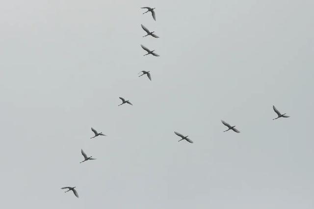 江宁“疯狂动物城”