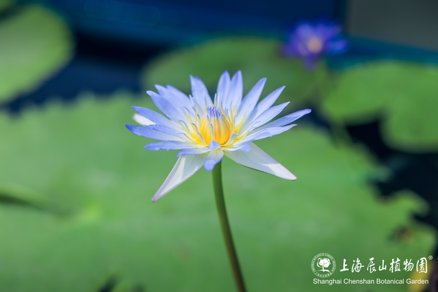 上万株睡莲惊艳绽放！还有萌娃坐王莲限时活动，解锁夏日专属快乐→