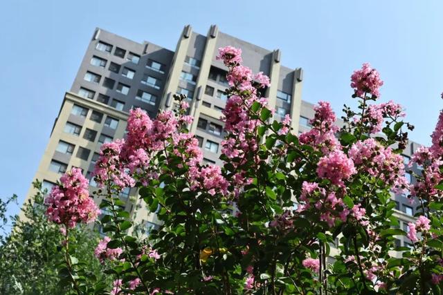 西安因你而美 | 夏日独占芳菲 紫薇花开正艳