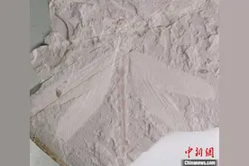 内蒙古发现优美蜓科完整化石 距今1.65亿年图片