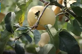 大受欢迎！浙江种的“南方苹果”火了，价格是普通北方苹果的3倍…图片