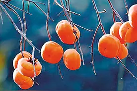 柿子红了（人世间）图片