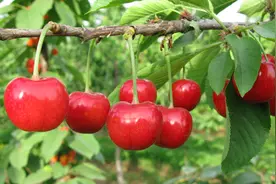 中国农科院培育出樱桃新品种“明5-5”图片