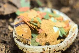 螃蟹、水母、树蛙……当年轻人在桌上养宠物，他们在养什么？图片