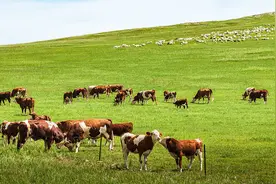 如何让牛减少温室气体排放？图片