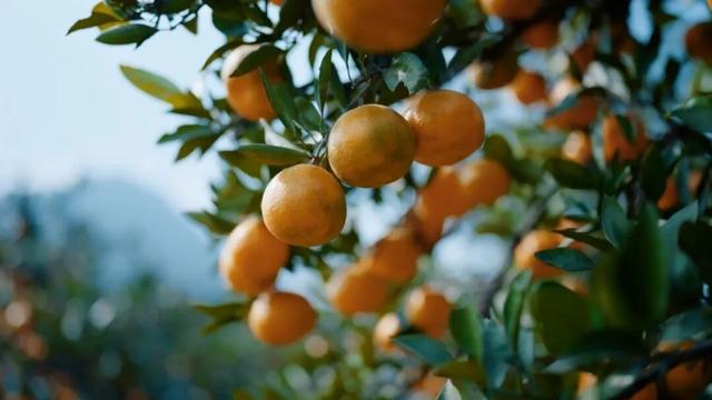 组个“橘” “宜”起“都”来解锁新乐趣→