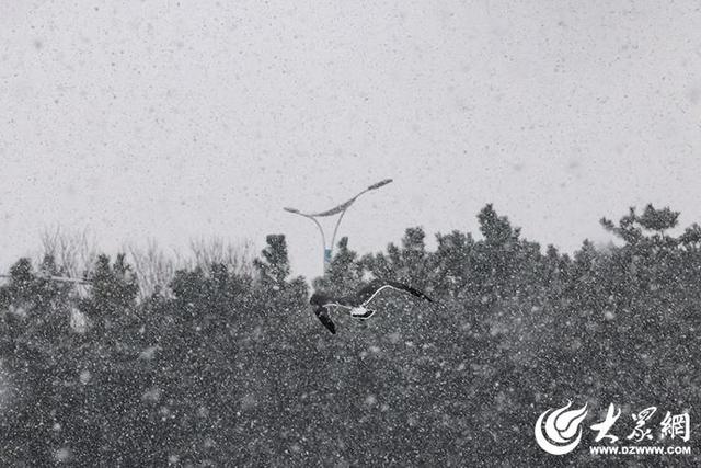 四季予你｜烟台：雪舞海畔，海鸥争涛