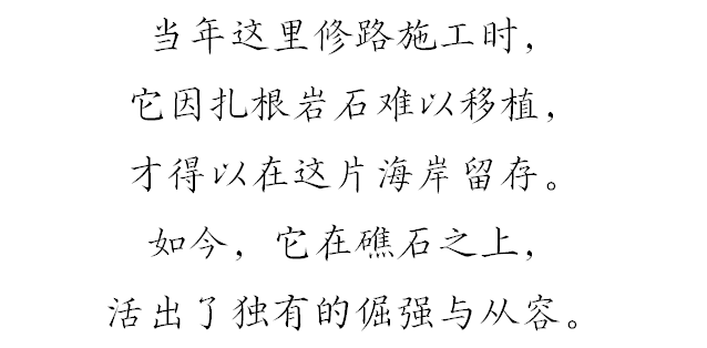上新！珠海“顶流爱心树”浪漫升级，出片率100%！