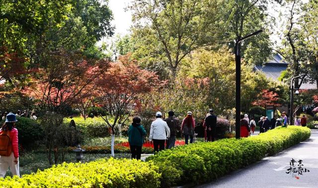 重阳登高栖霞山！玩心不“老”很嗨皮~
