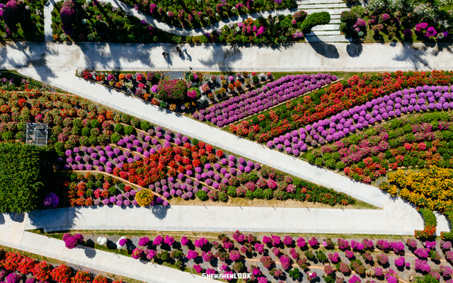 挤爆莲花山！深圳20万m²超大型花展，今天开始