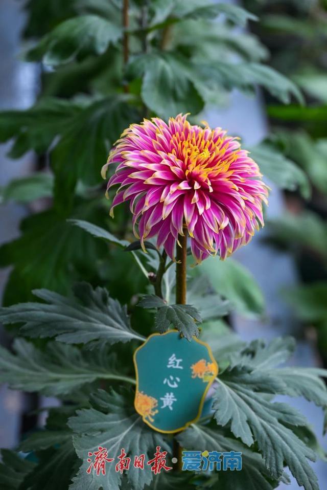 秋日胜景入画来！第46届趵突泉金秋菊展盛装启幕，泉城赏菊盛宴震撼登场