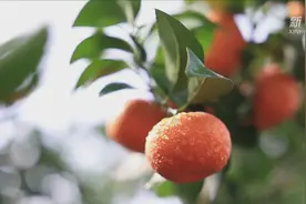 一起聊聊广西砂糖橘的那些事儿图片