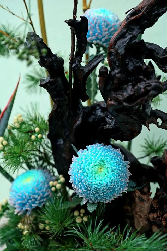 已开，免费！10万盆菊花、超多精彩活动等你来