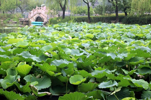 江苏苏州：盛夏时节 东园赏荷