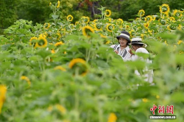 吉林长春：向日葵盛开吸引游客