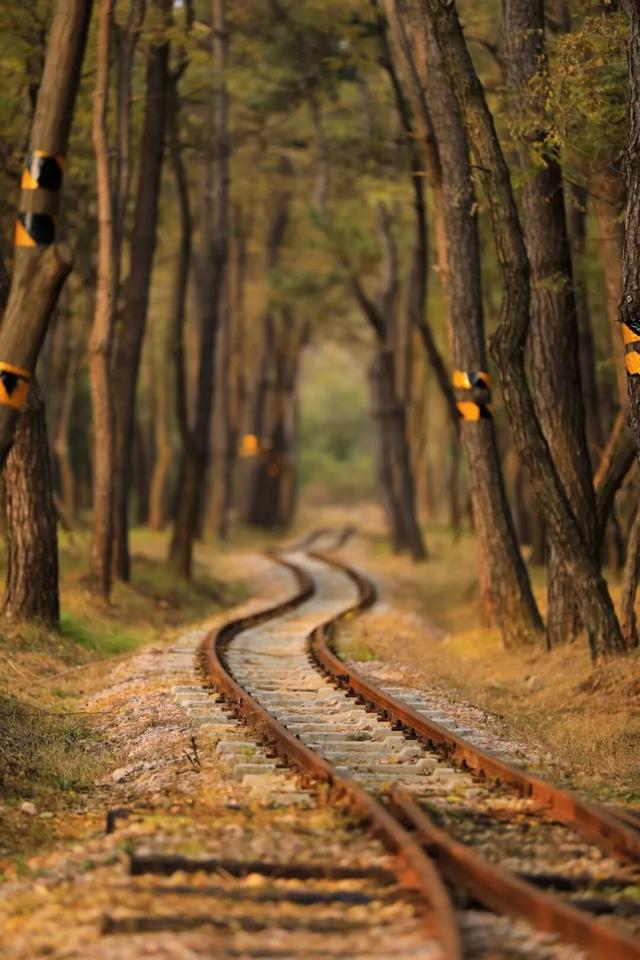 日照色彩派对开启！“美拉德”风景正当时！