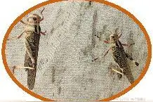 作为害虫的蚂蚱如何变成了百姓盘中餐图片