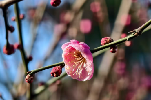 快出门！今年梅花开好啦，就是这么早！