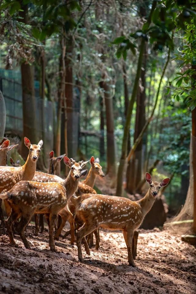 9月21日，红河州个旧动物园焕新开园