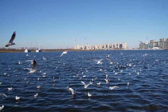 一起出发，从北京坐着火车去看海鸥！