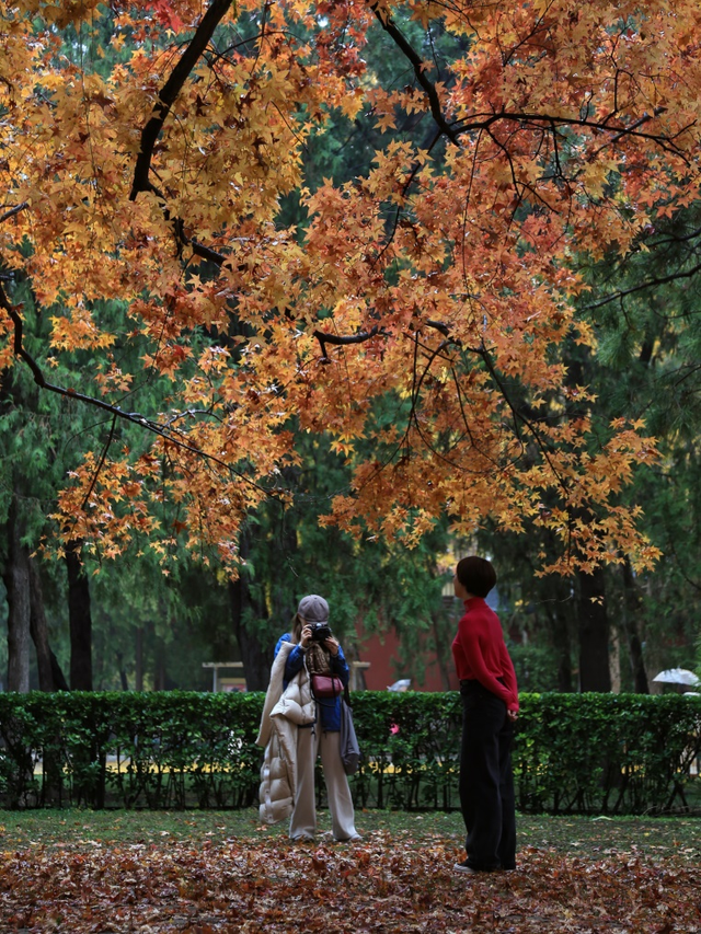 不必扎堆地坛公园！东城区赏秋攻略，一图收藏
