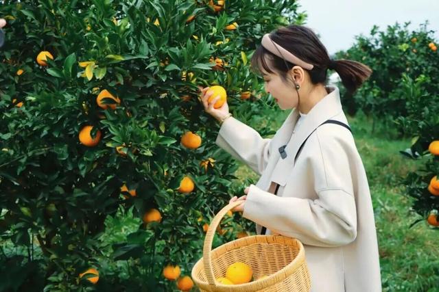 赏花、摘果、逛古镇，玩一天根本不够！