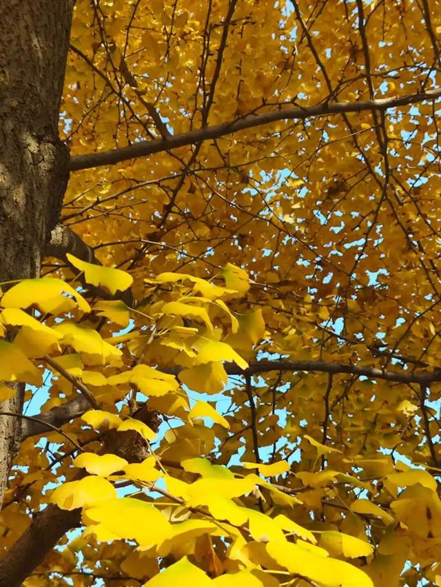 深耕金秋文旅资源，沂水秋季旅游市场热度攀升