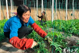 组图|西红柿开花坐果，大棚里吊线盘头忙图片