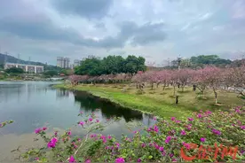 赏花正当时！广州黄埔禾雀飞舞，樱花怒放春意浓图片