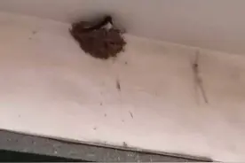殷韶苹‖燕子来了图片