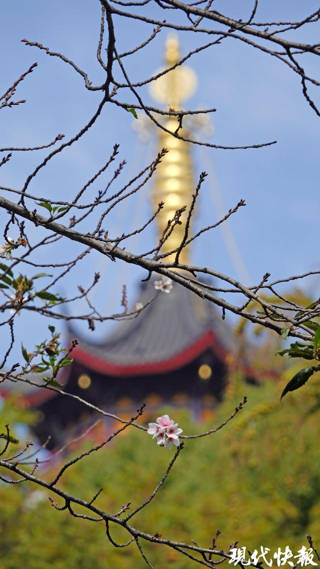 南京鸡鸣寺路樱花11月“反季”绽放，网友：春天来了？