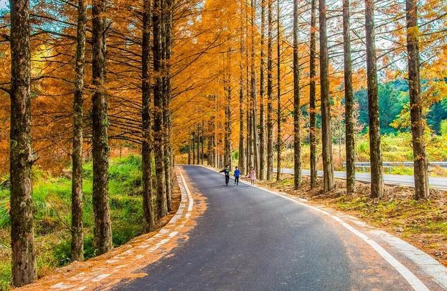 初冬限定！三明的山林、梯田、古村，藏着最治愈的风光