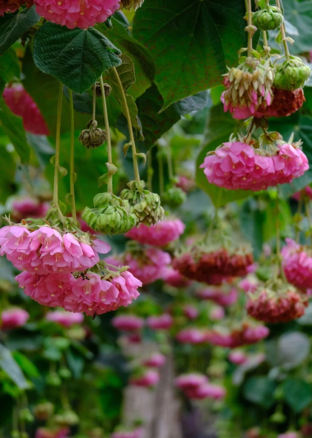 周末去打卡！南宁四大花海上线，20℃暖冬赏花攻略一键收藏！