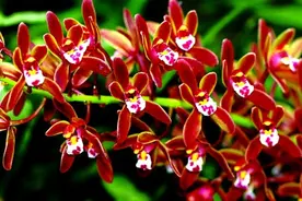 浙江神仙居国家地质公园：秀水绕奇峰 烟霞胜仙境图片