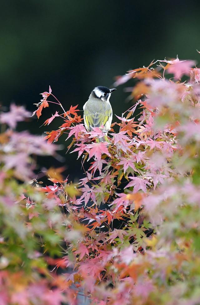 诗意中国｜碧涧流红叶 青林点白云