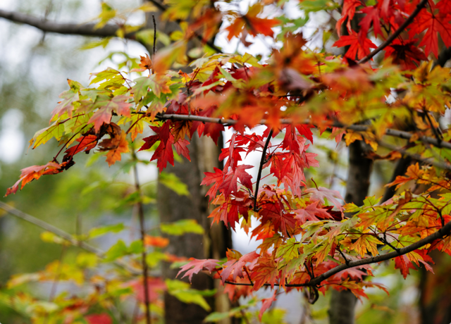 绝美！成都红枫进入最佳观赏期！线路来啦