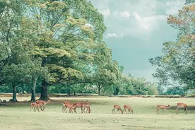 搜索突然猛增！机票热度涨3倍！这个国家将新增10年签→图片