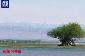 有被可爱到 灰雁幼鸟散步一字排开紧紧跟随妈妈图片