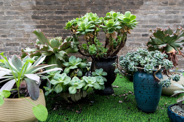 晋城古村“新生”记