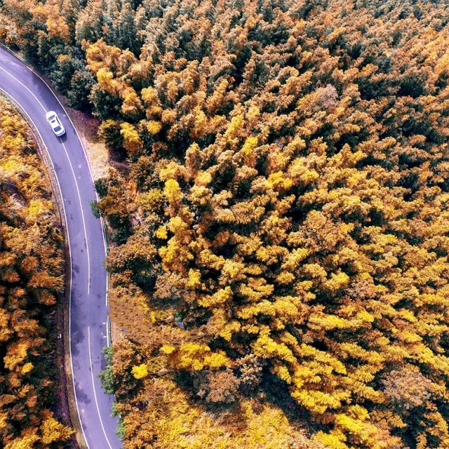 江西秋日自驾天花板，这几条公路带你驶入最美秋色！