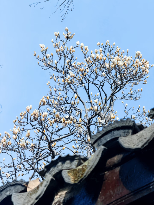 春日赏花｜盛花期！一键解锁最美出行路线