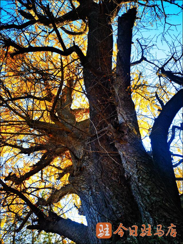 确山北泉寺：“梦回大唐”的银杏树 进入今年“颜值巅峰期”